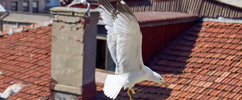 Residential Chimney Animal Removal Solution in Aberdeen, MD